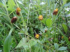 Trifolium spadiceum