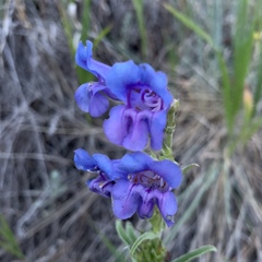 Penstemon glaber alpinus