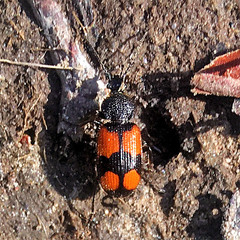 Panagaeus bipustulatus