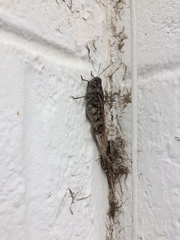 Pardalophora phoenicoptera