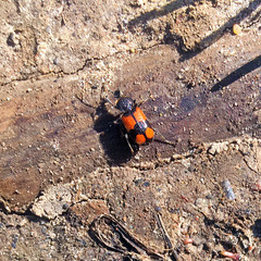 Panagaeus bipustulatus