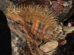 Monoplex parthenopeus