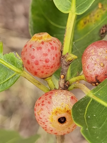 Image of Ficus pertusa by (c) Eduardo Chacón Madrigal, some rights reserved (CC BY)