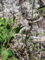 Piptatheropsis pungens