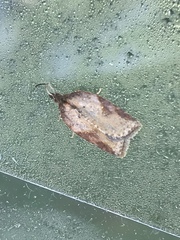 Acleris aspersana
