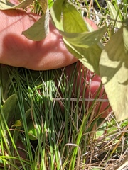 Piptatheropsis pungens