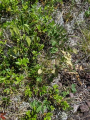 Piptatheropsis pungens