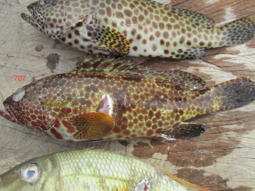 Hexagon grouper (Epinephelus hexagonatus) — Serranidae