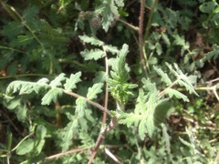 Phacelia ramosissima