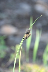 Carex aterrima