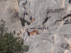 Capra aegagrus aegagrus