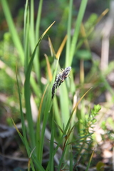 Carex aterrima