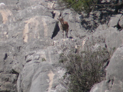 Capra aegagrus aegagrus