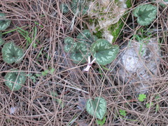 Cyclamen