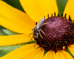 Protandrena albitarsis