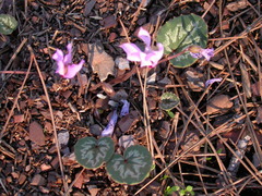 Cyclamen