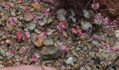 Eriogonum vimineum