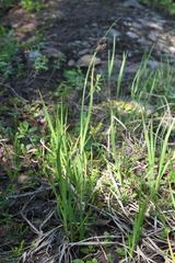 Carex aterrima