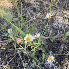 Erigeron flagellaris