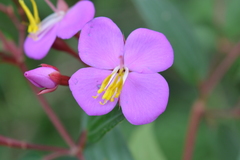 Monochaetum meridense