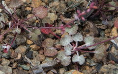 Eriogonum vimineum