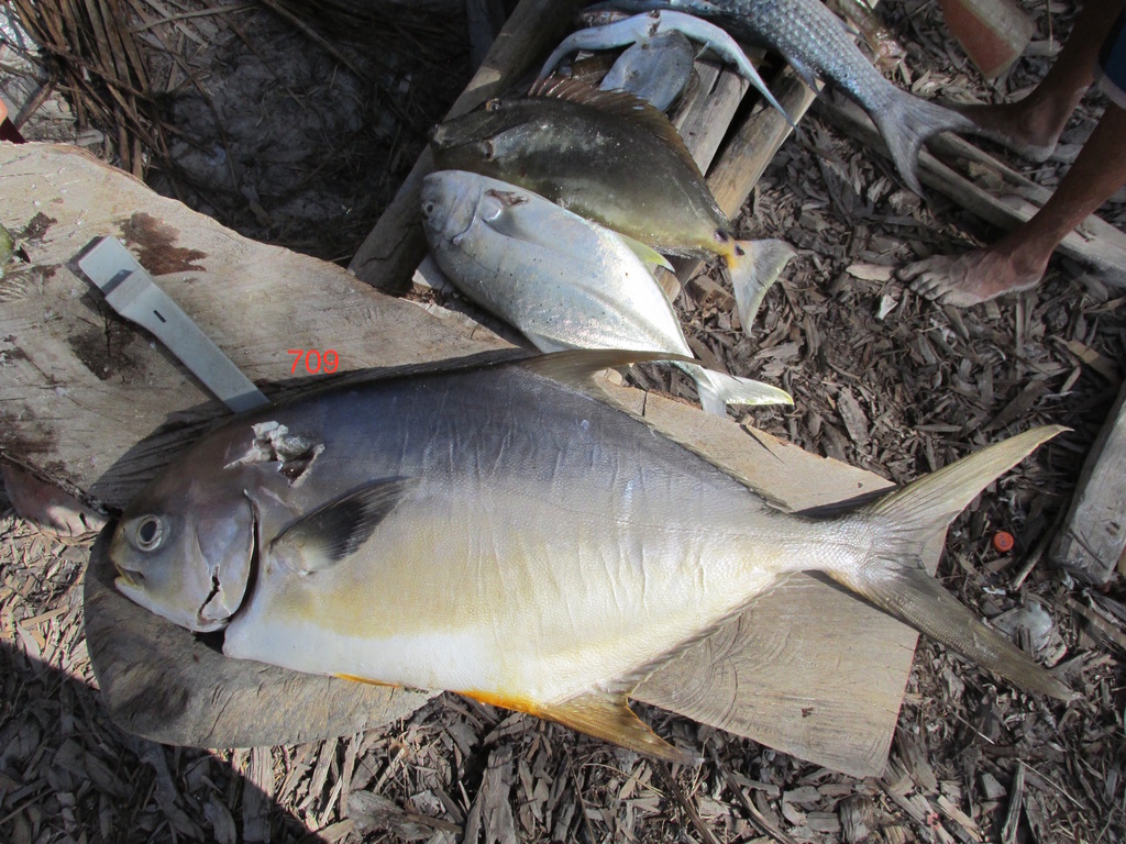 Southern Pompano
