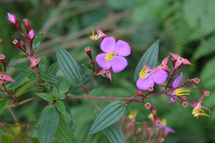 Monochaetum meridense