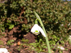 Galanthus peshmenii