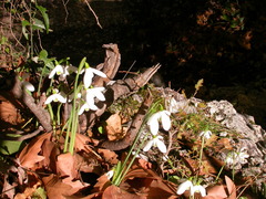 Galanthus peshmenii