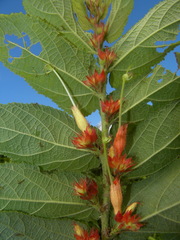 Helicteres pentandra