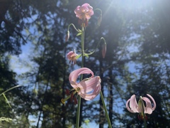 Lilium kelloggii