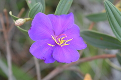 Andesanthus lepidotus