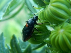 Deraeocoris ribauti