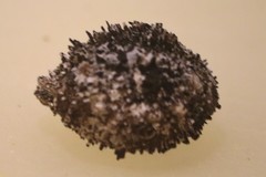 Caryocar microcarpum