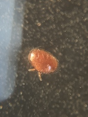 Varroa destructor