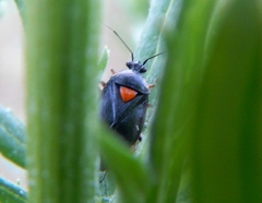 Deraeocoris ribauti