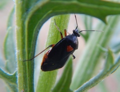 Deraeocoris ribauti