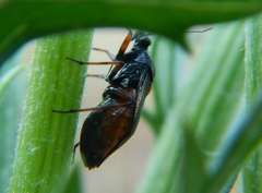 Deraeocoris ribauti