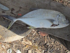 Caranx papuensis