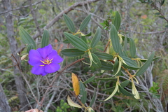 Andesanthus lepidotus