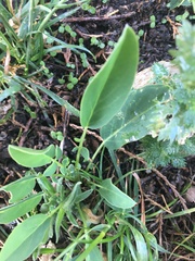 Anthyllis vulneraria