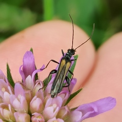 Oedemera pthysica