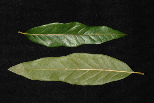 Quercus X rudkinii