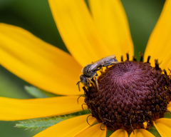 Protandrena albitarsis