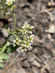 Comandra umbellata californica