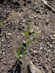 Comandra umbellata californica