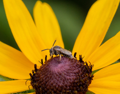 Protandrena albitarsis