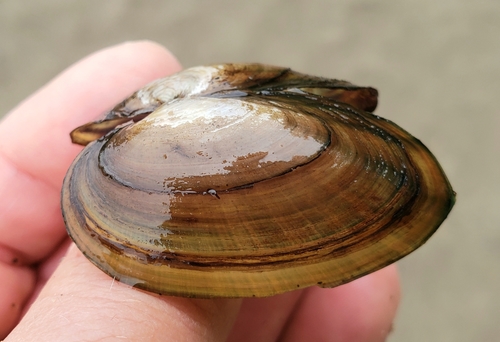 Cylindrical Papershell