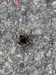 Bombus