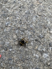Bombus